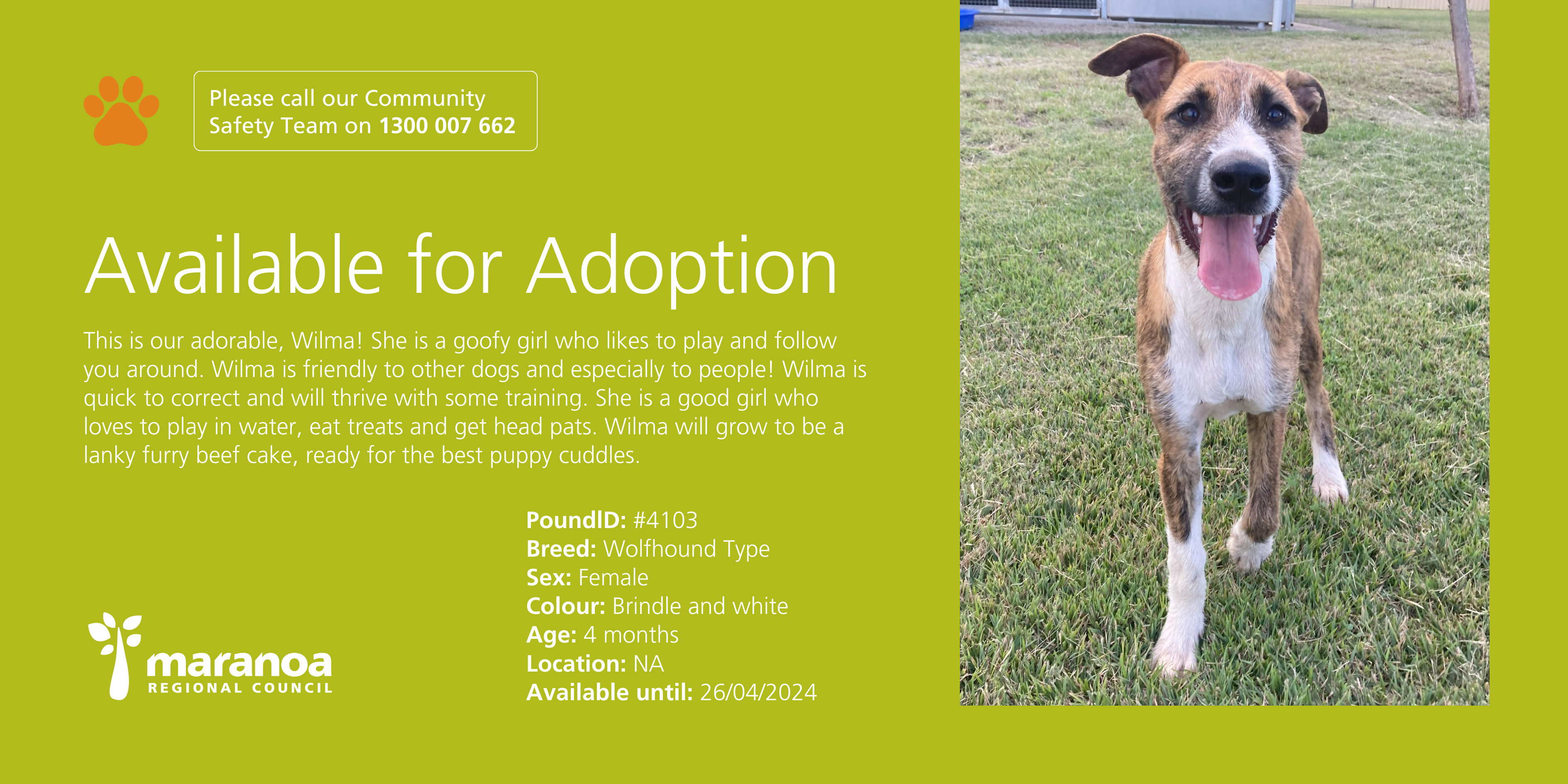 Female Wolfhound for adoption