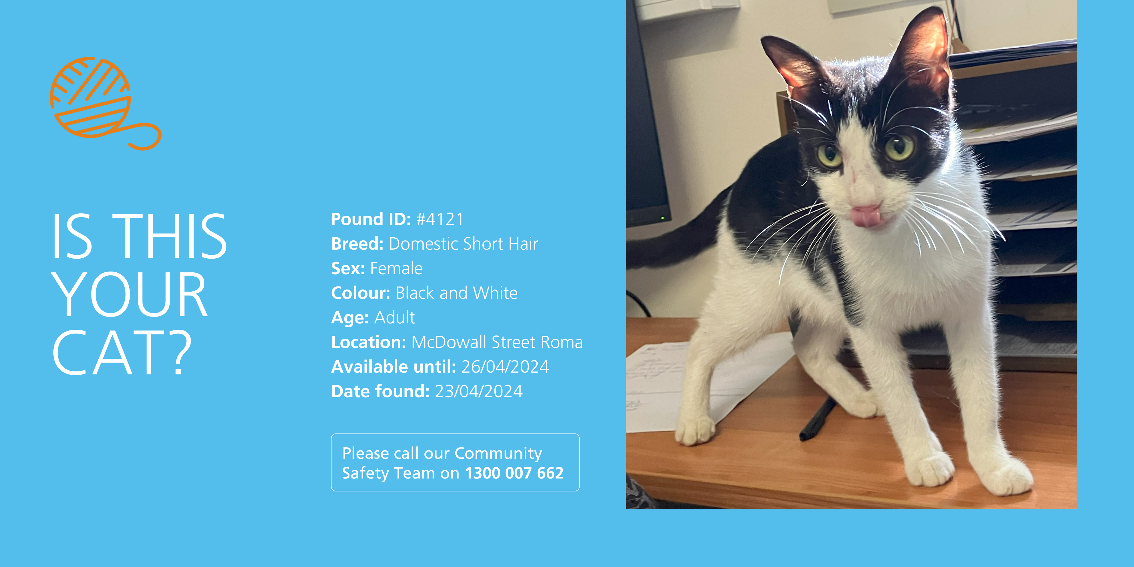 Lost domestic short hair black and white
