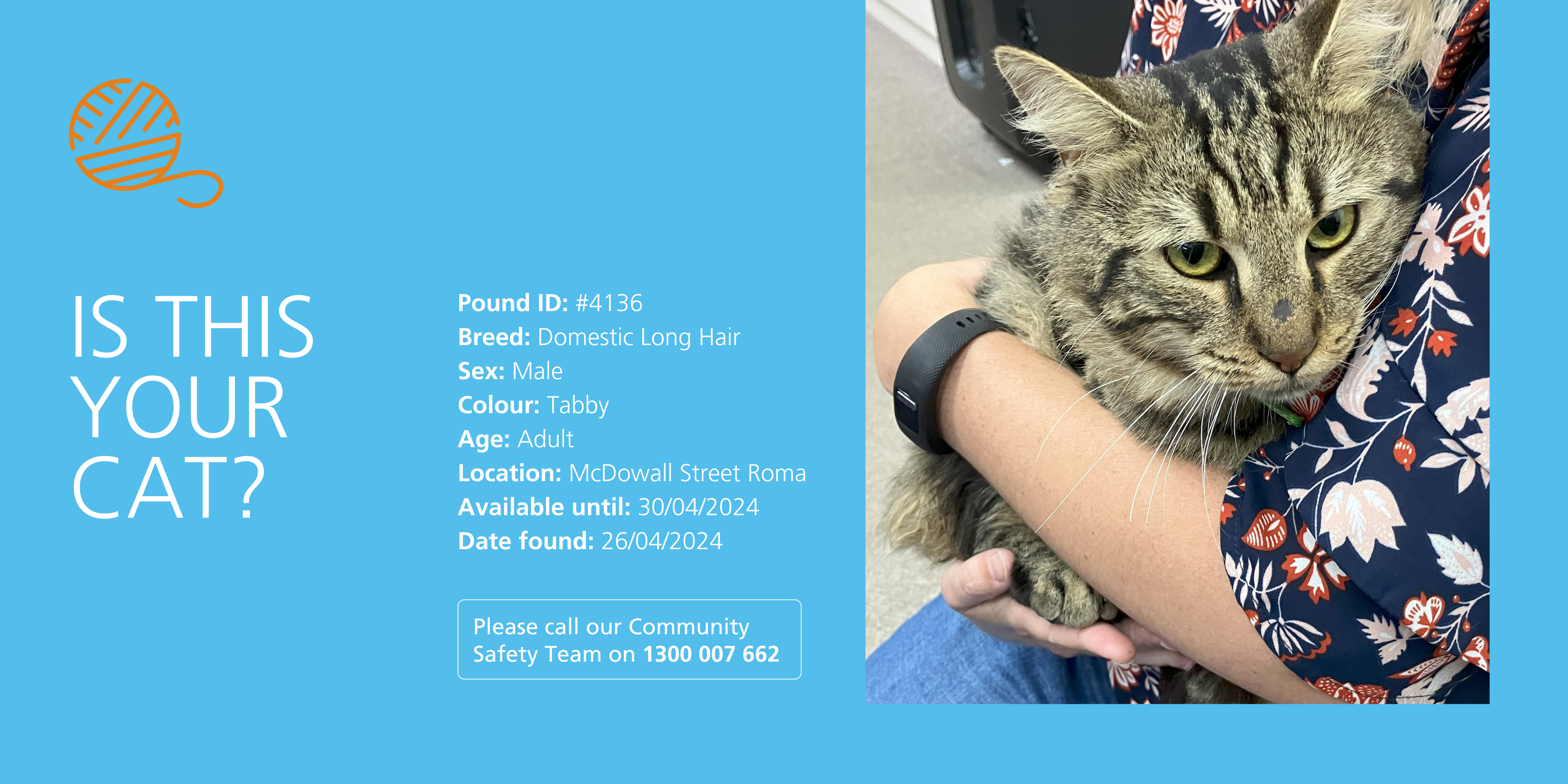 Lost domestic short hair male