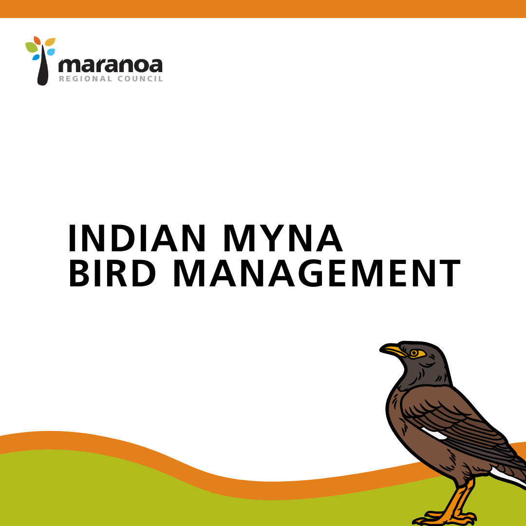 Indian myna bird management