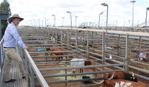 Roma-Saleyards-Gets-New-Steer-of-Direction.jpg