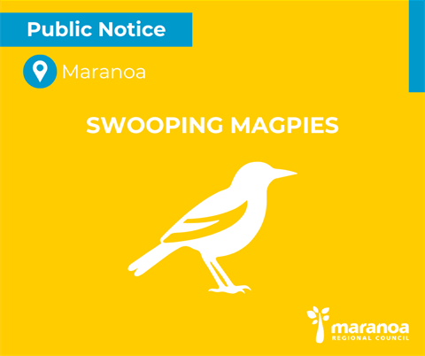 20251009 PN Swooping Magpies.png