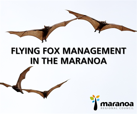 Flying fox management in the Maranoa region | Maranoa Regional Council