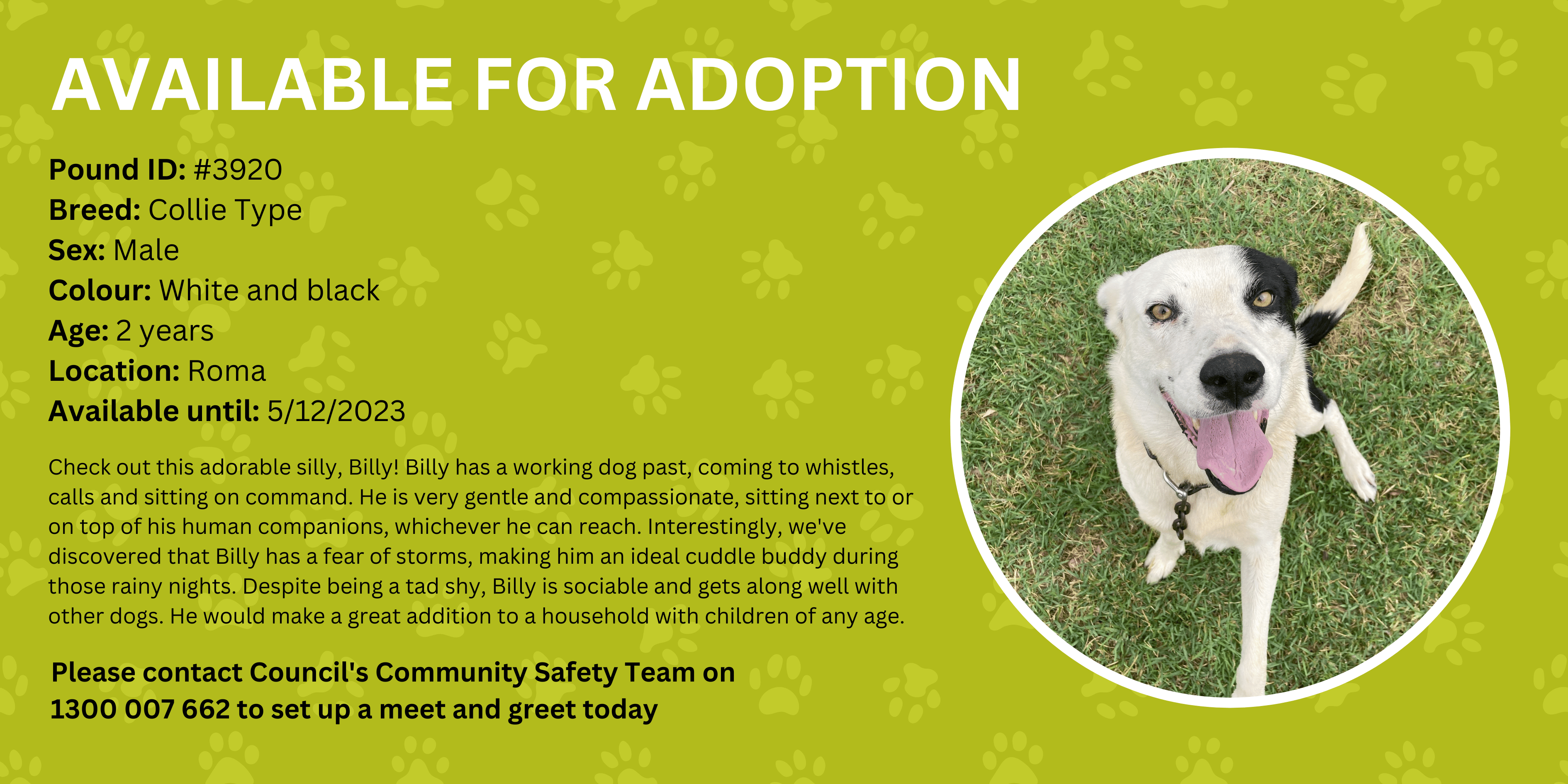 Adopt a dog - Billy