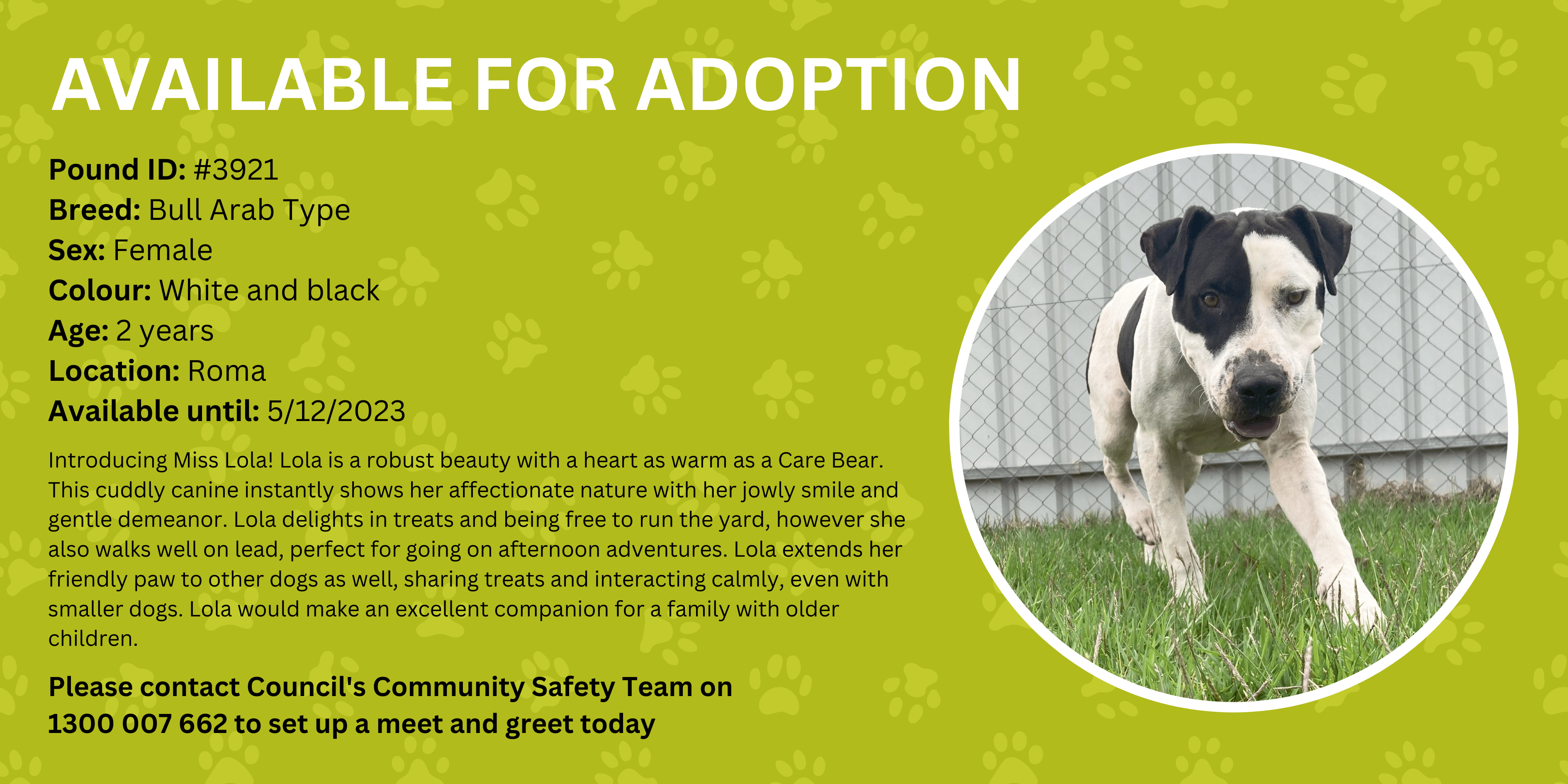 Adopt a dog - Lola