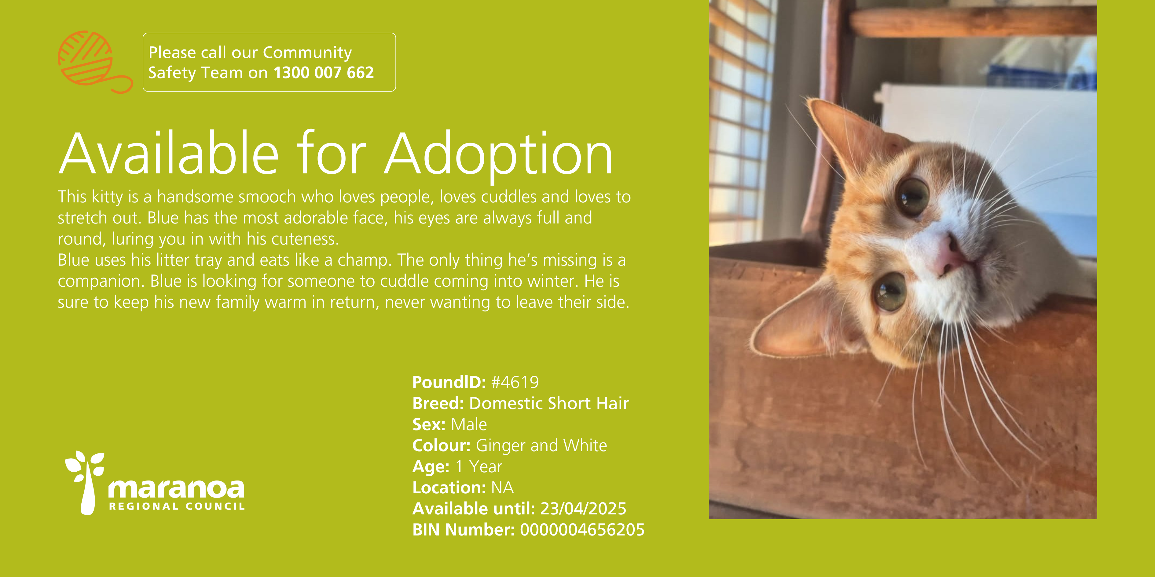 Cat up for adoption