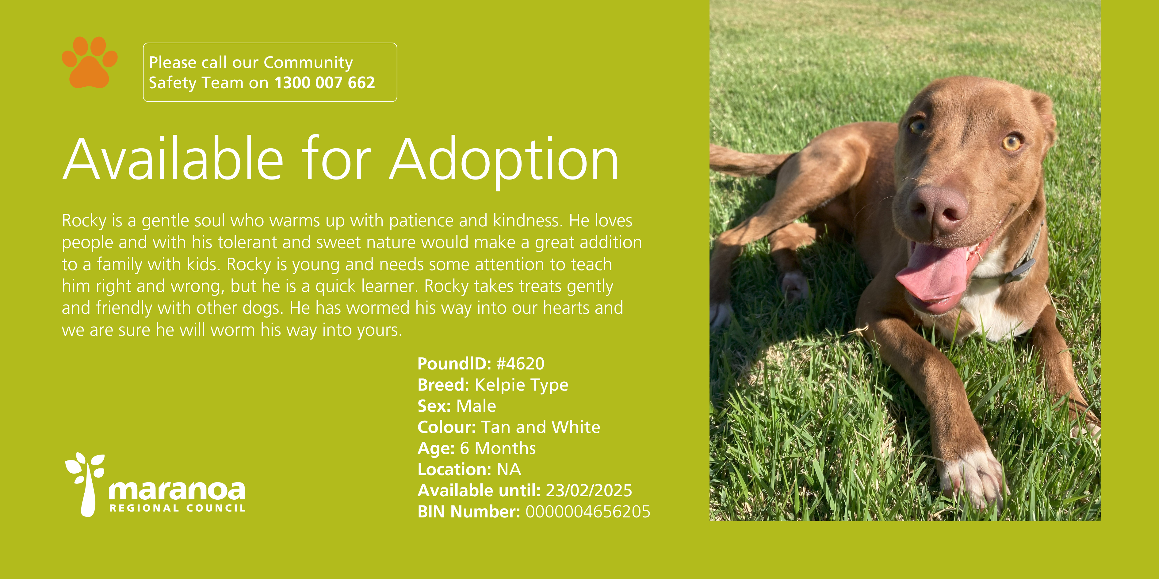 Rocky up for adoption