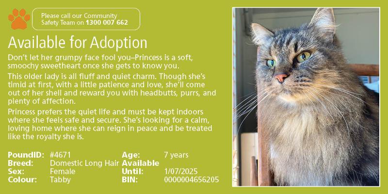 Cat available for adoption.