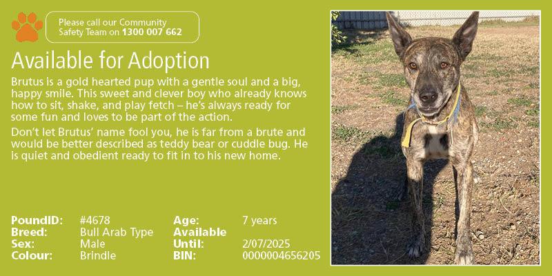 Adopt