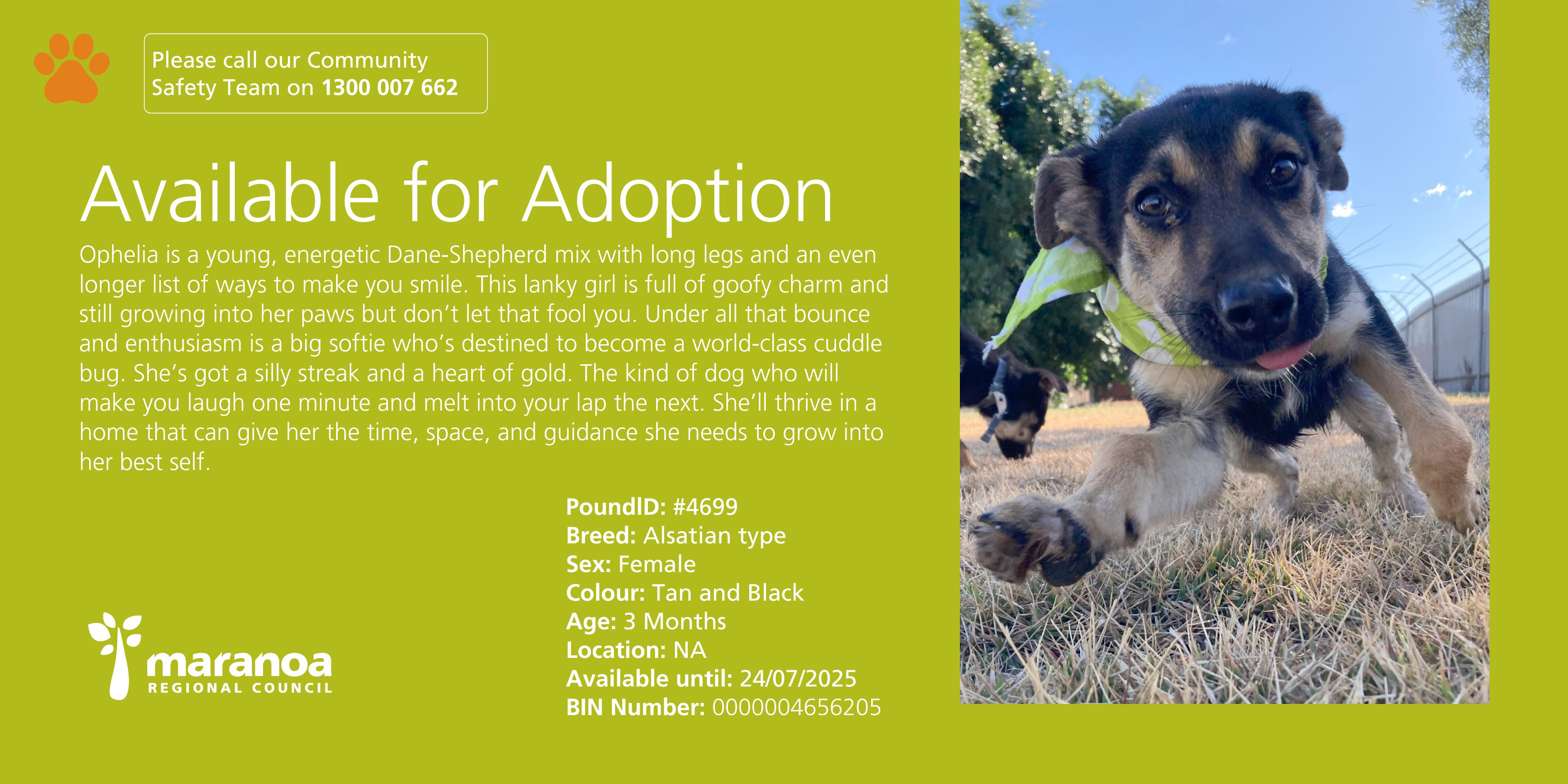 Pup up for adoption