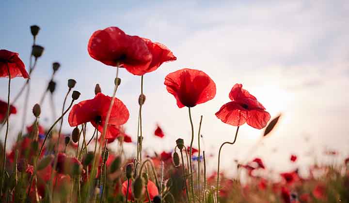 Anzac Day services across the Maranoa region