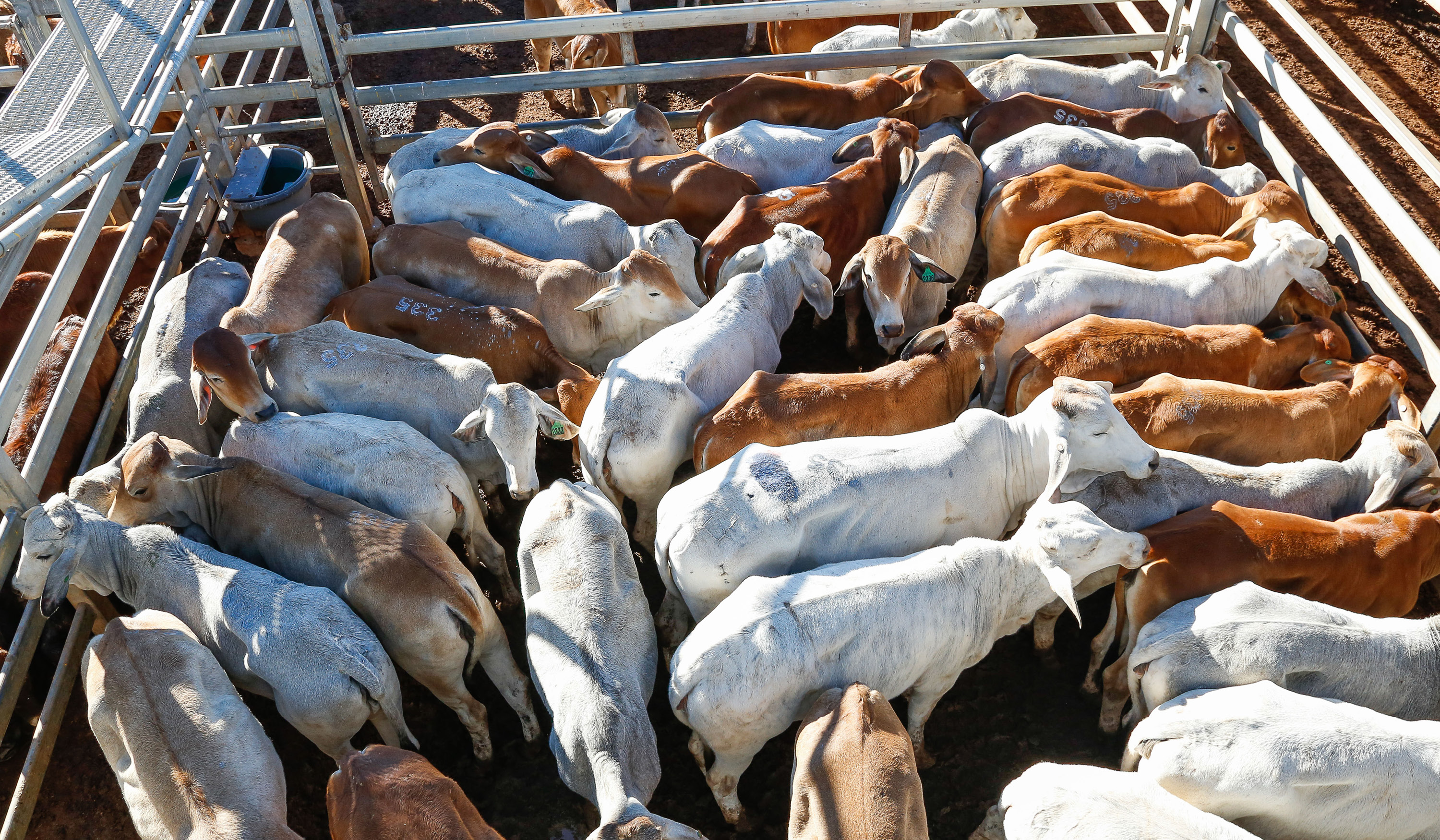 Cattle saleyards