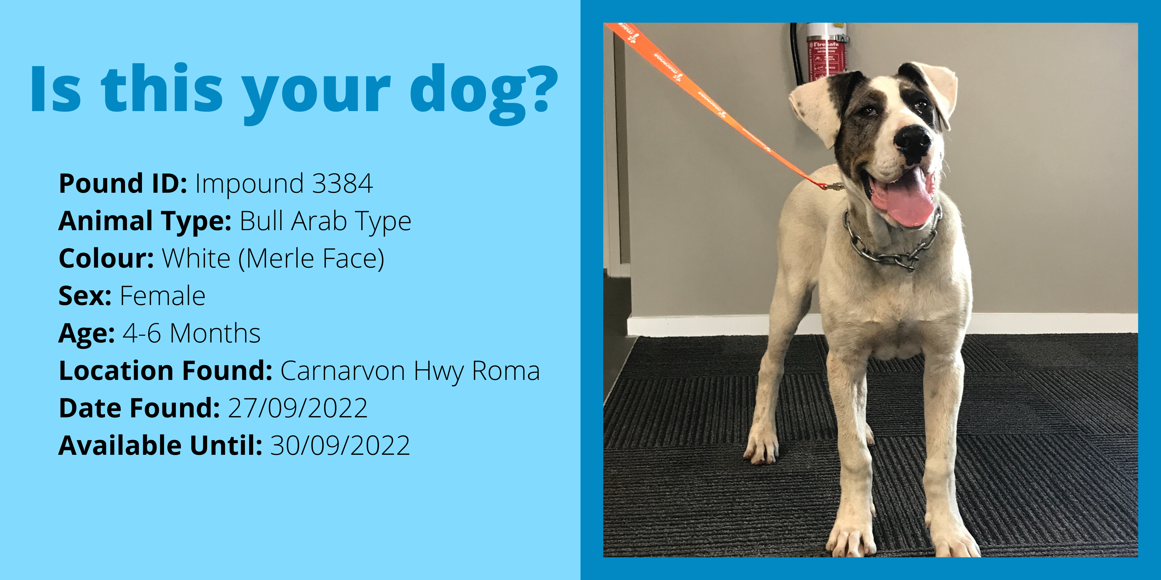Copy of dog impound 3384 website
