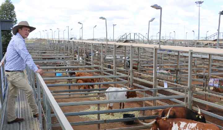Roma Saleyards Gets New Steer of Direction