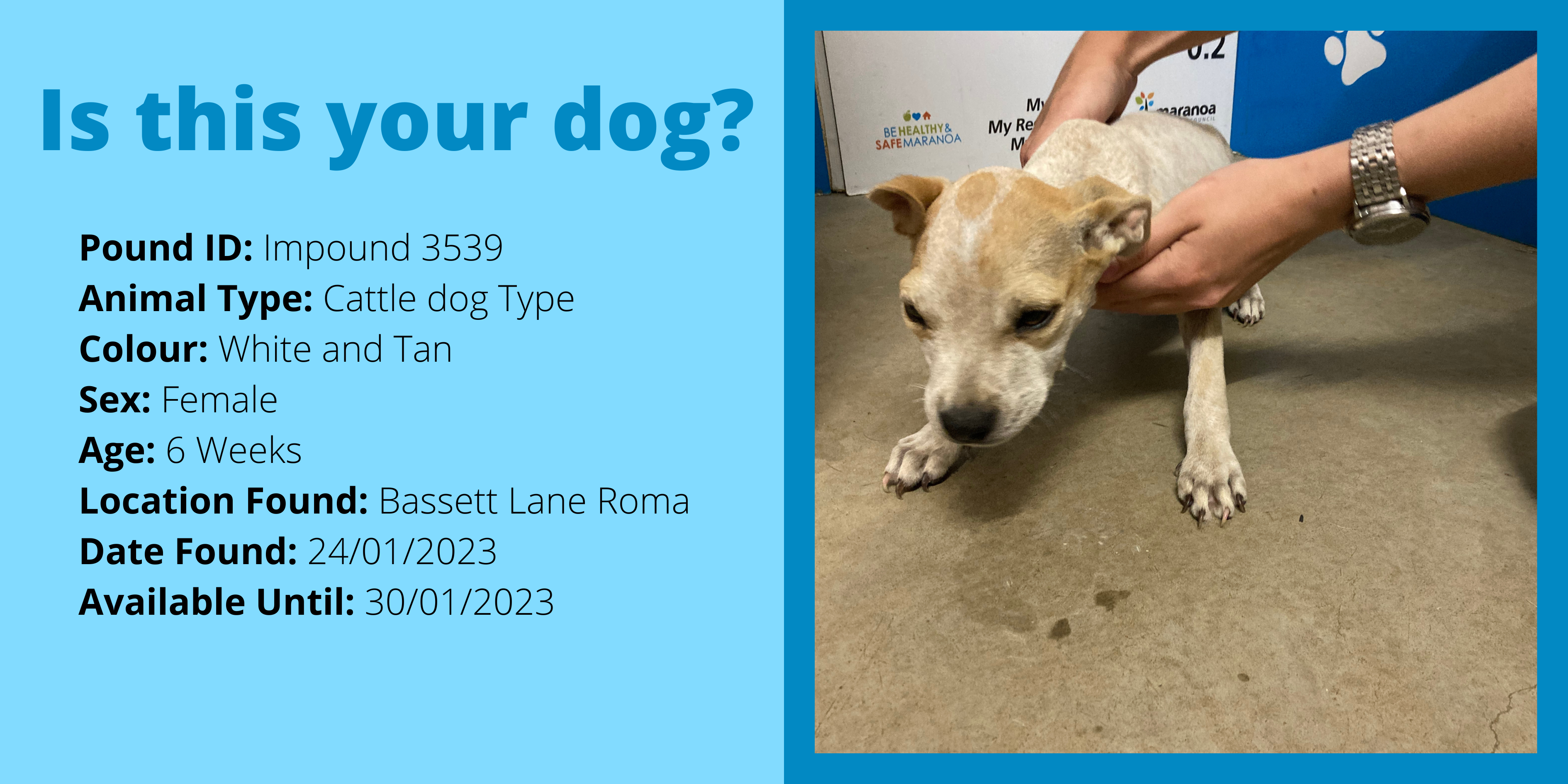 Dog impound 3539 website 2