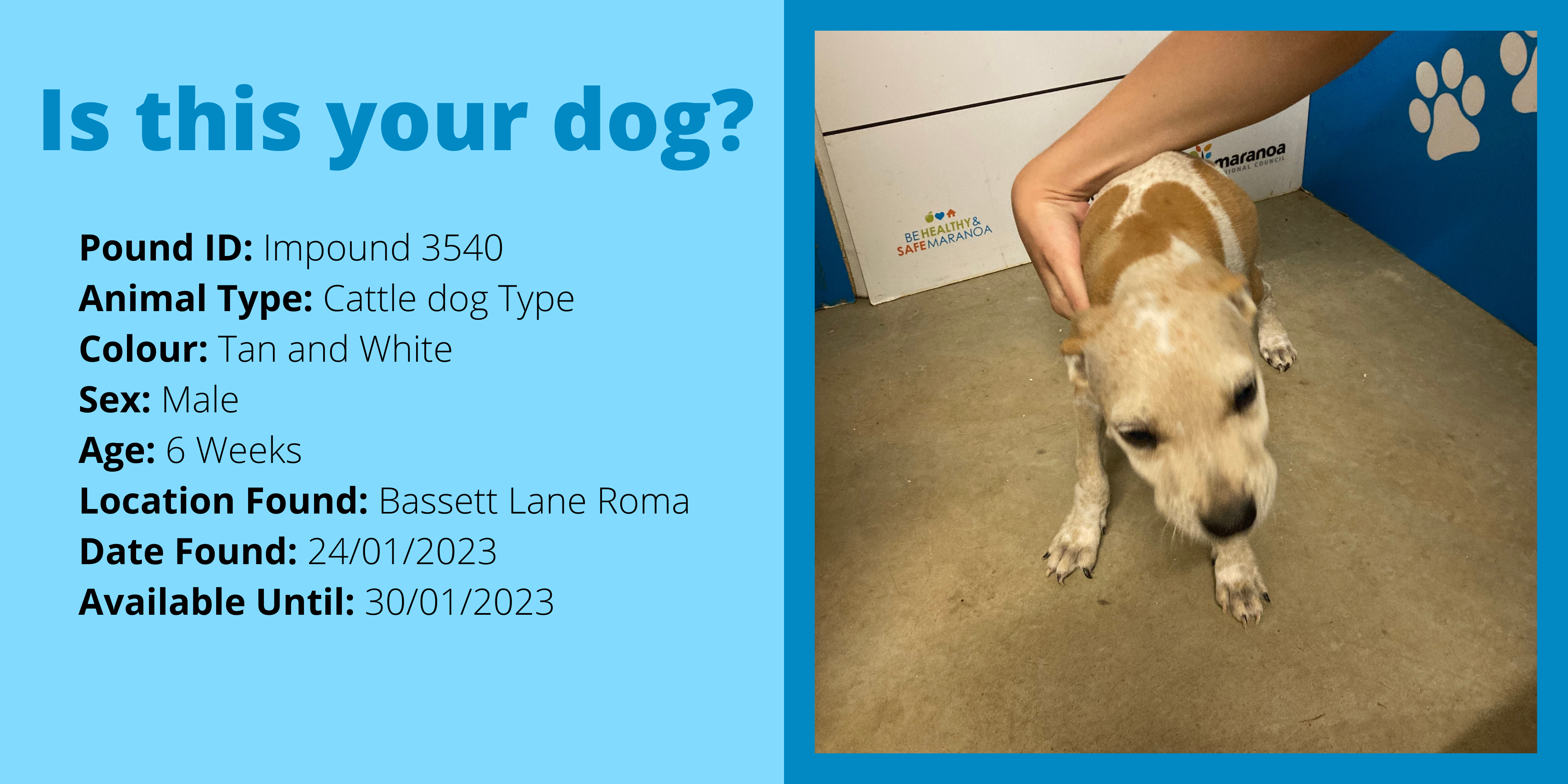 Dog impound 3540 website