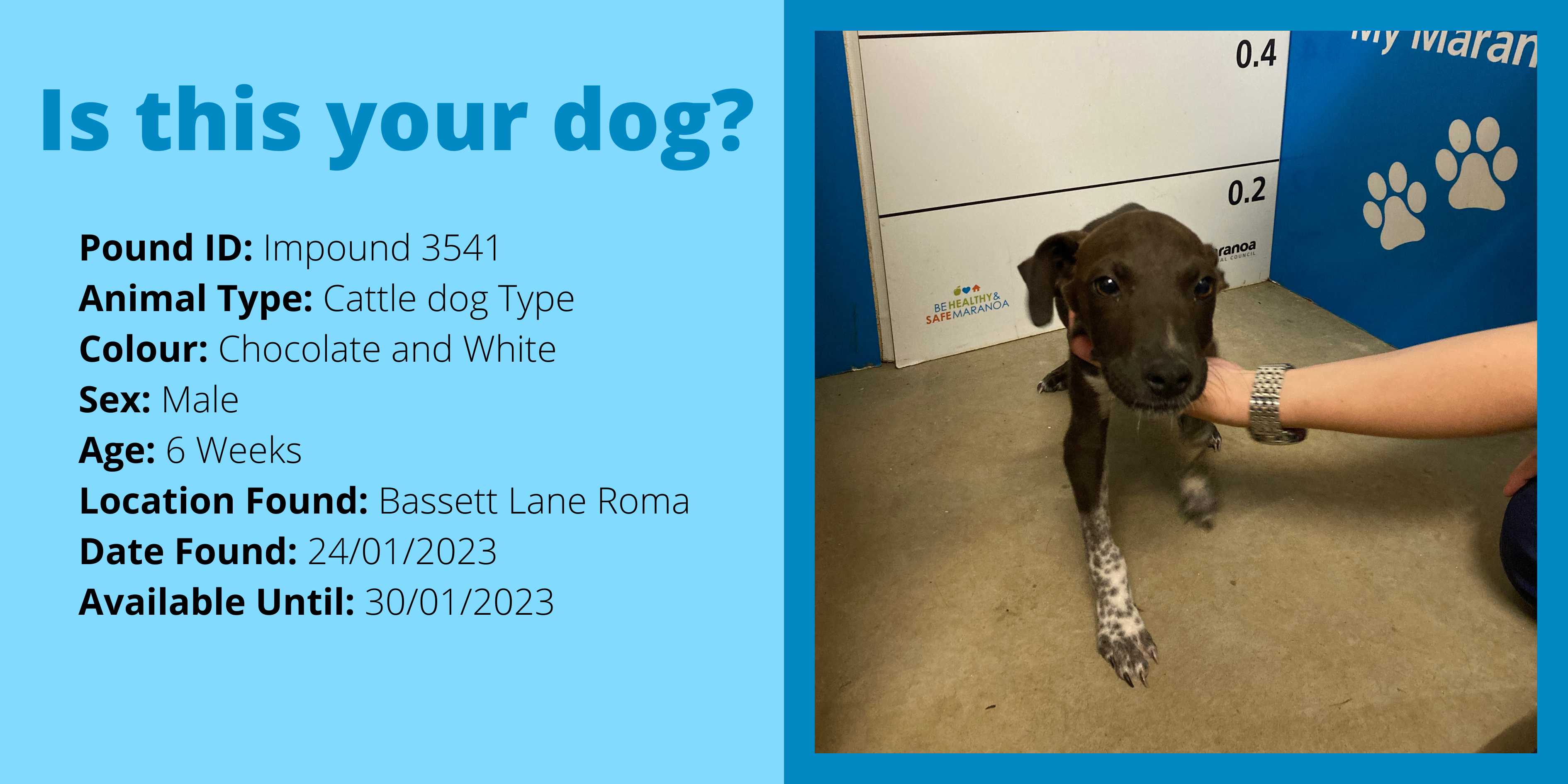 Dog impound 3541 website