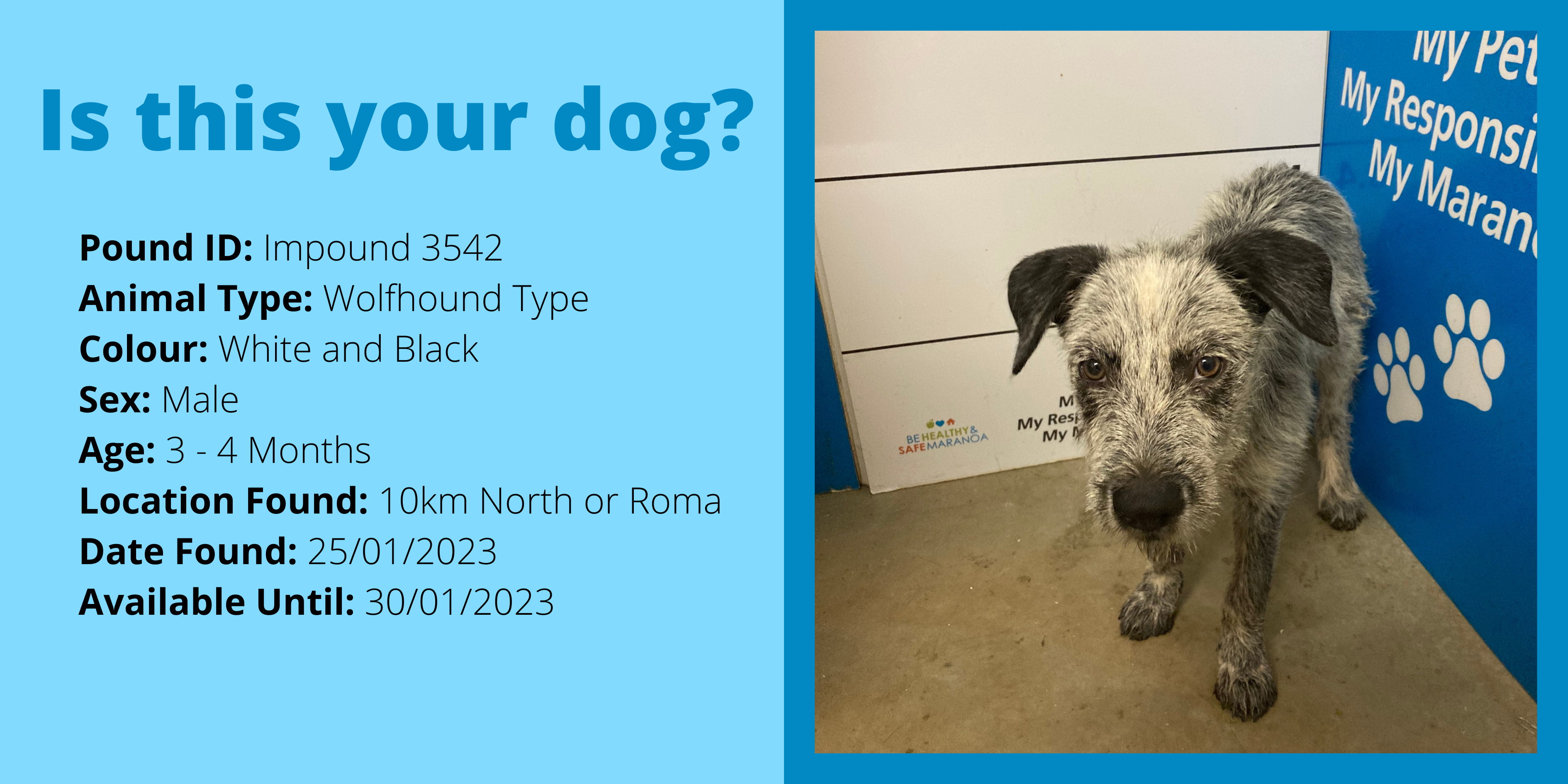 Dog impound 3542 website