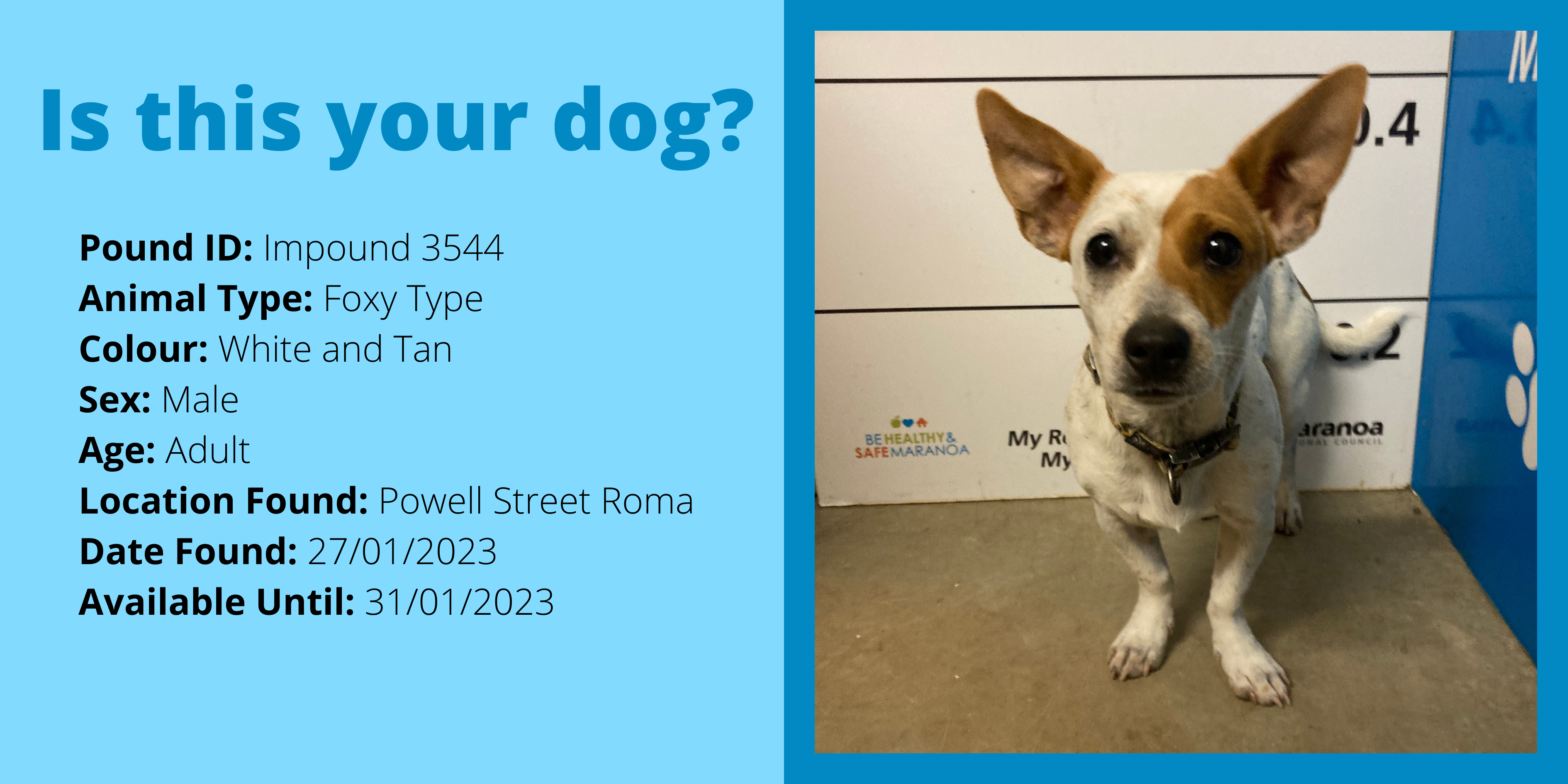 Dog impound 3544 website