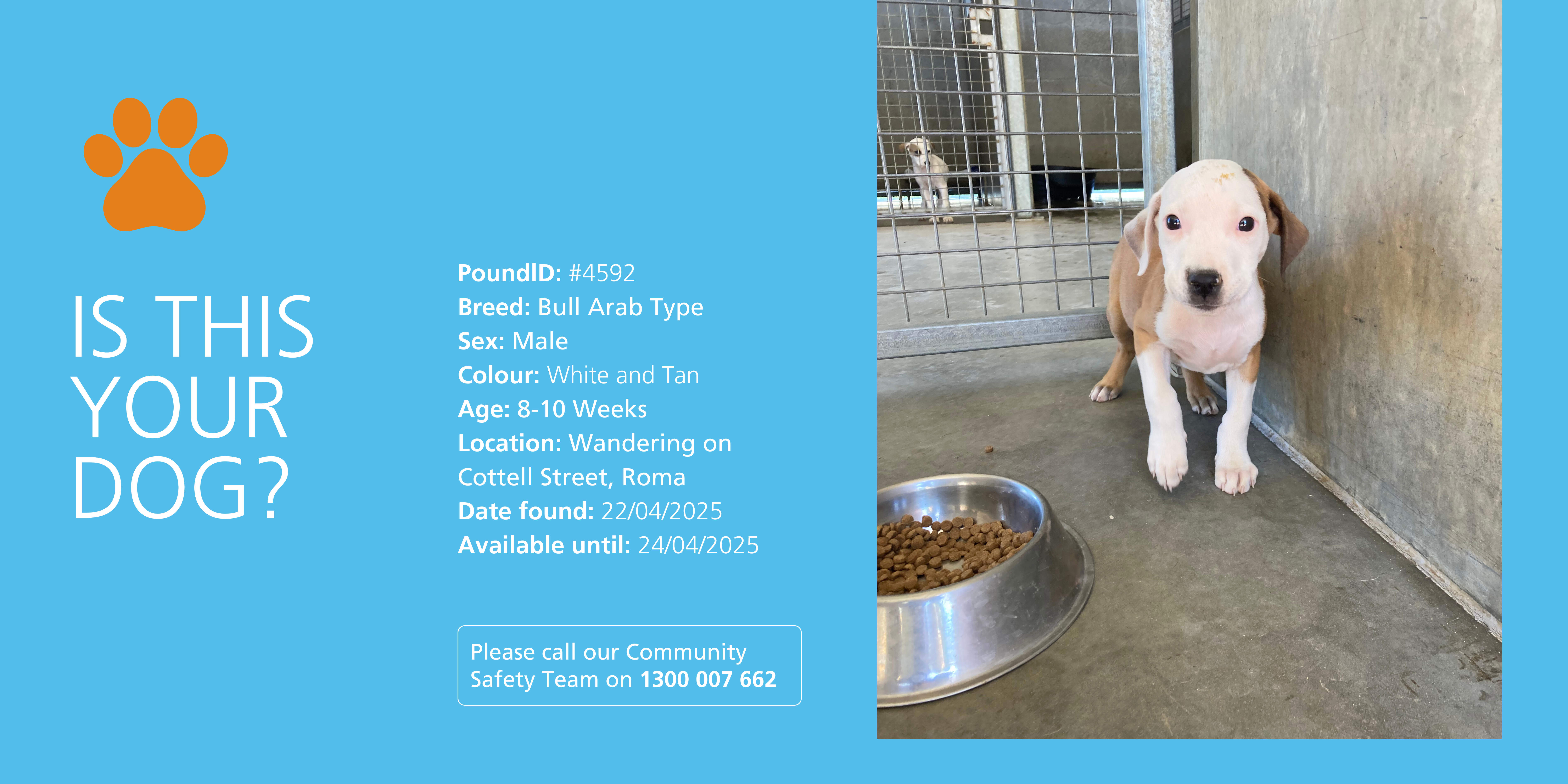 Lost puppy on Cottell Street, Roma