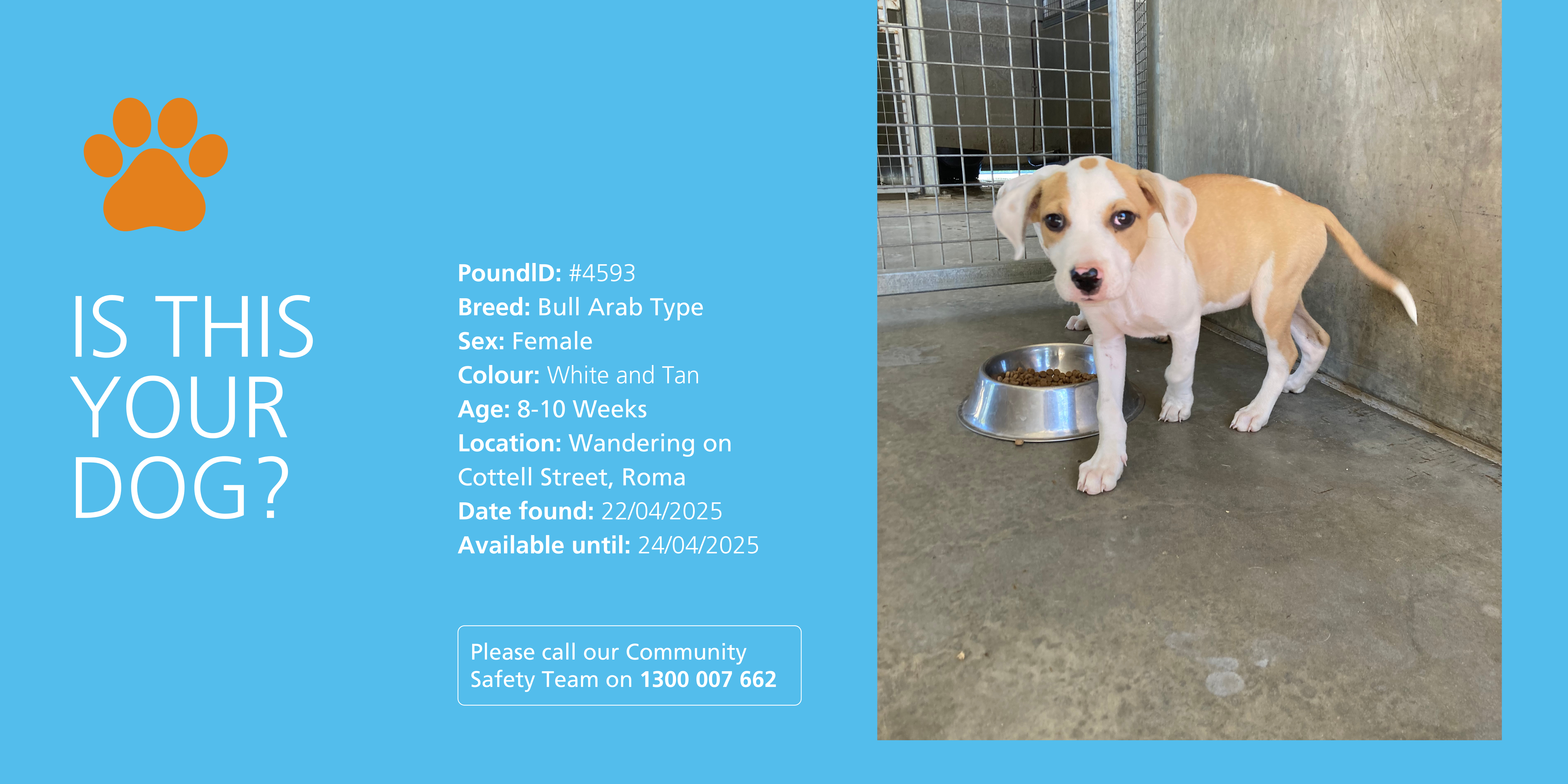 Lost puppy on Cottell Street, Roma