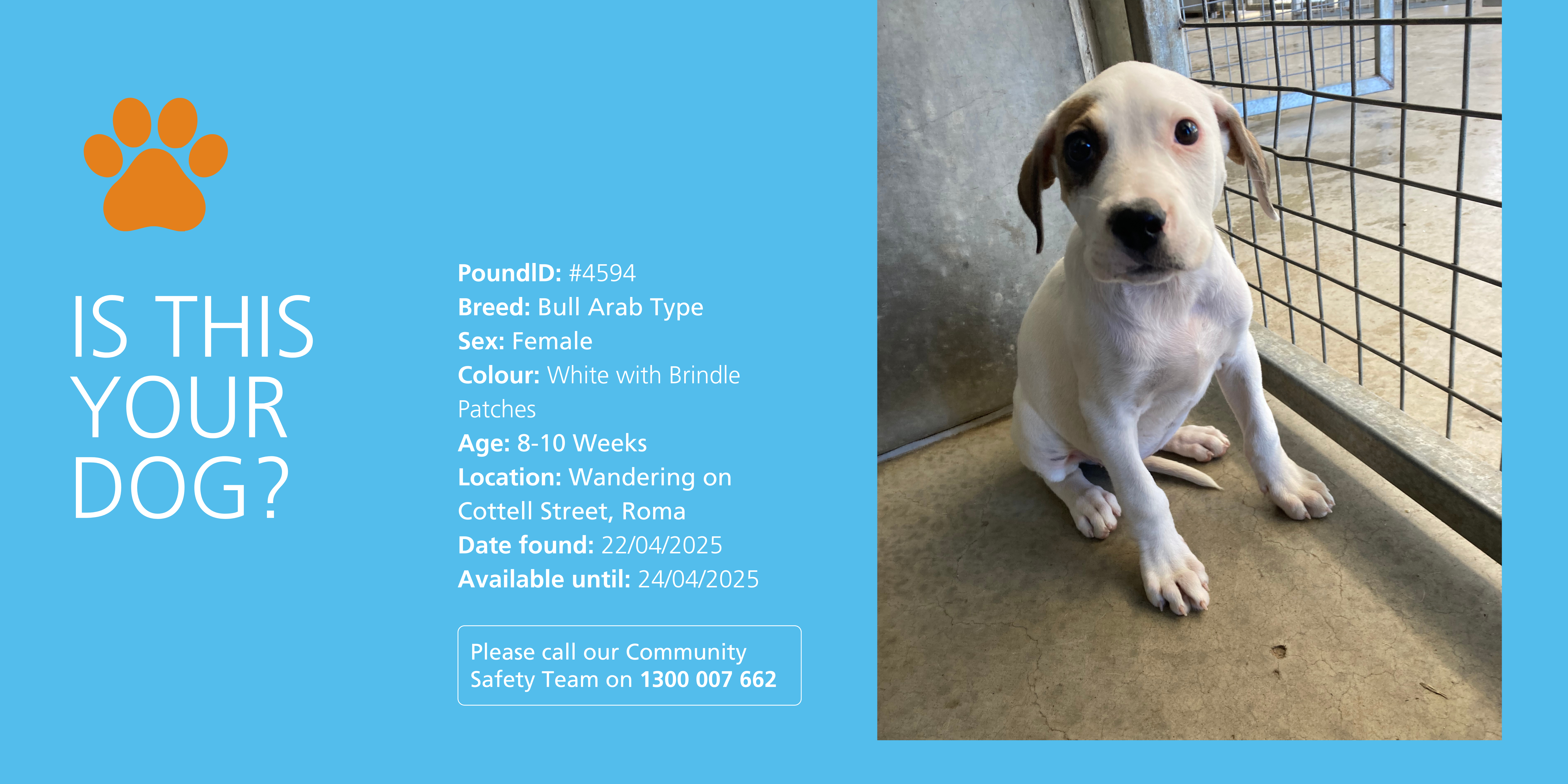 Lost puppy on Cottell Street, Roma