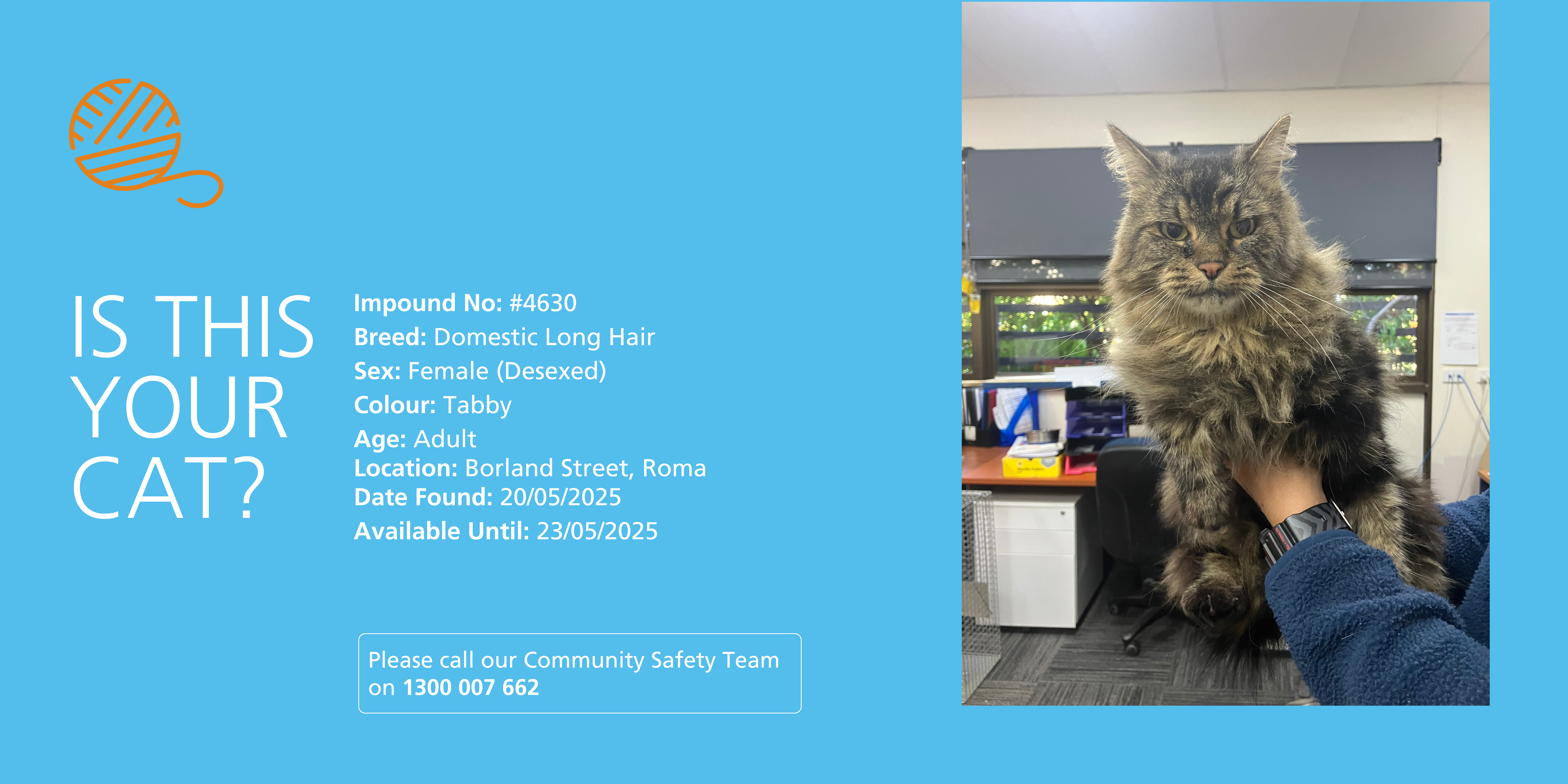 Lost cat found wandering on Borland Street, Roma