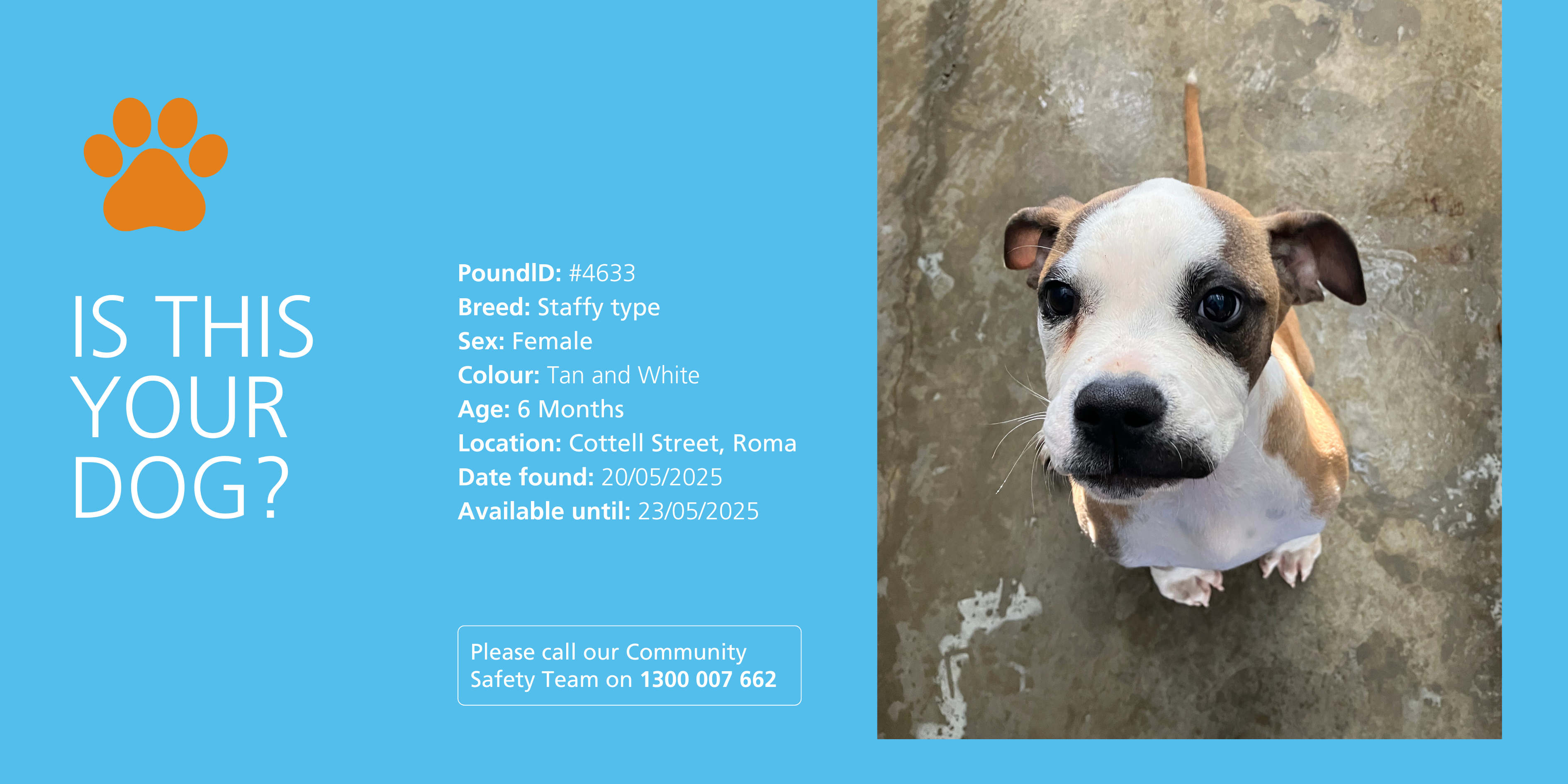 Lost dog found wandering on Cottell Street, Roma