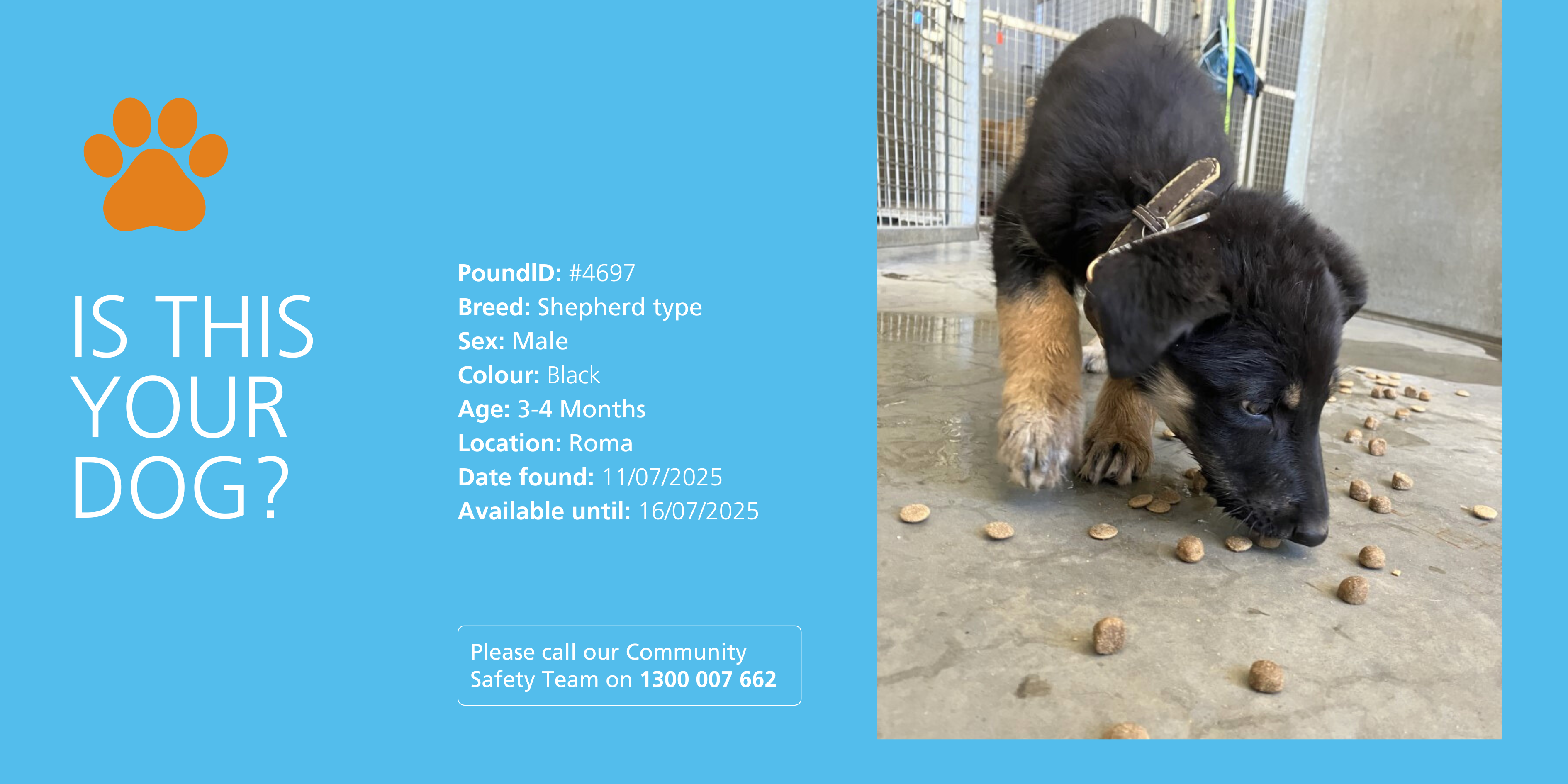 Lost dog