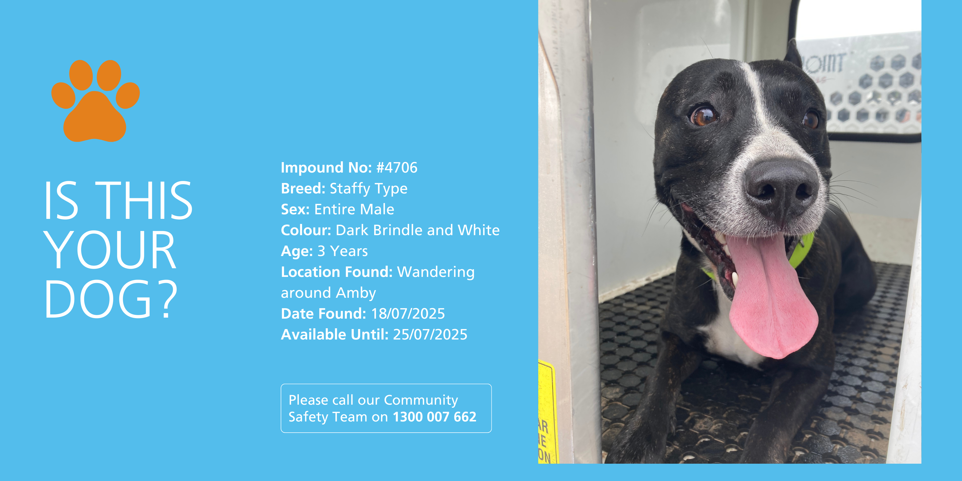Lost dog in Amby