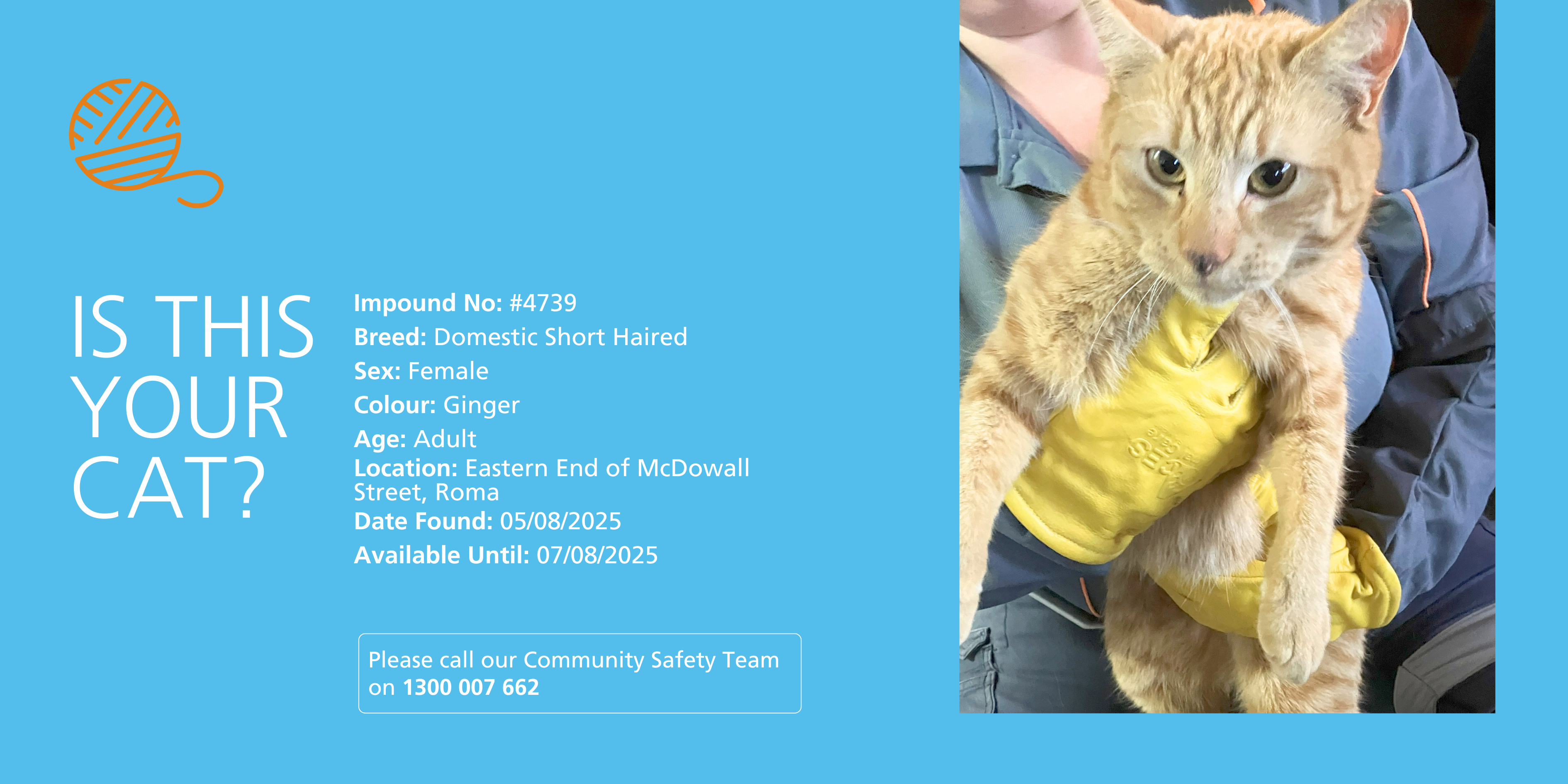 Lost cat