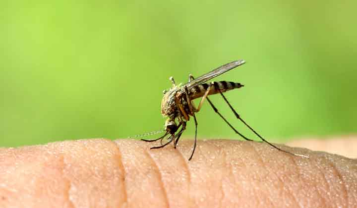 Mosquito fogging to commence in Surat