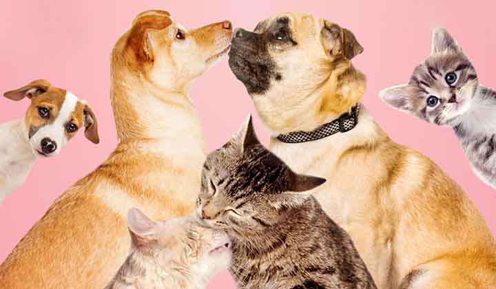 Twos Company - A Litter's a Crowd - National Desexing Month