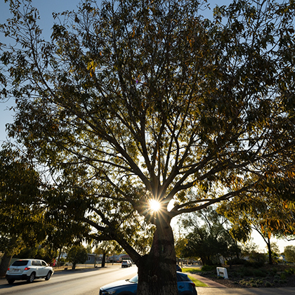 Replanting of Bottle Trees - Heroes Avenue Roma