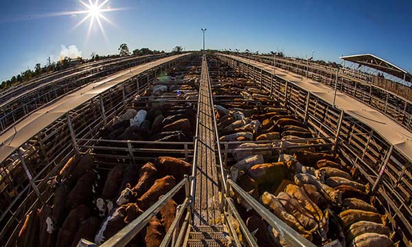 Steers top at Roma Store Sale