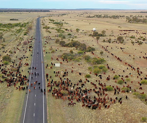 Consultation on the DRAFT Stock Route Management Plan 2024-29