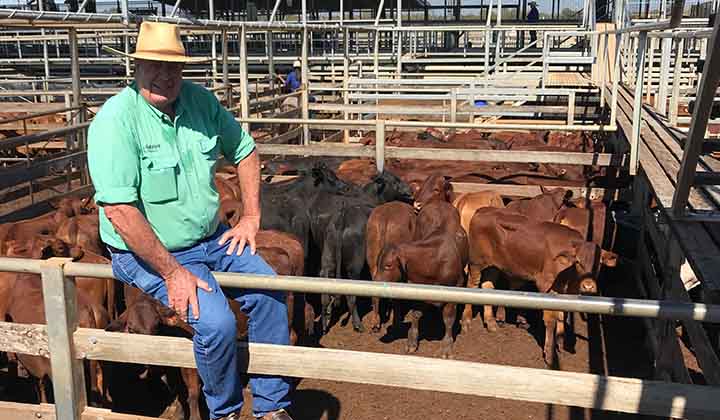 Steer prices sky-rocket at Roma Store Sale