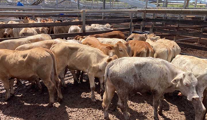 Steer prices hit a new high at Roma Store Sale
