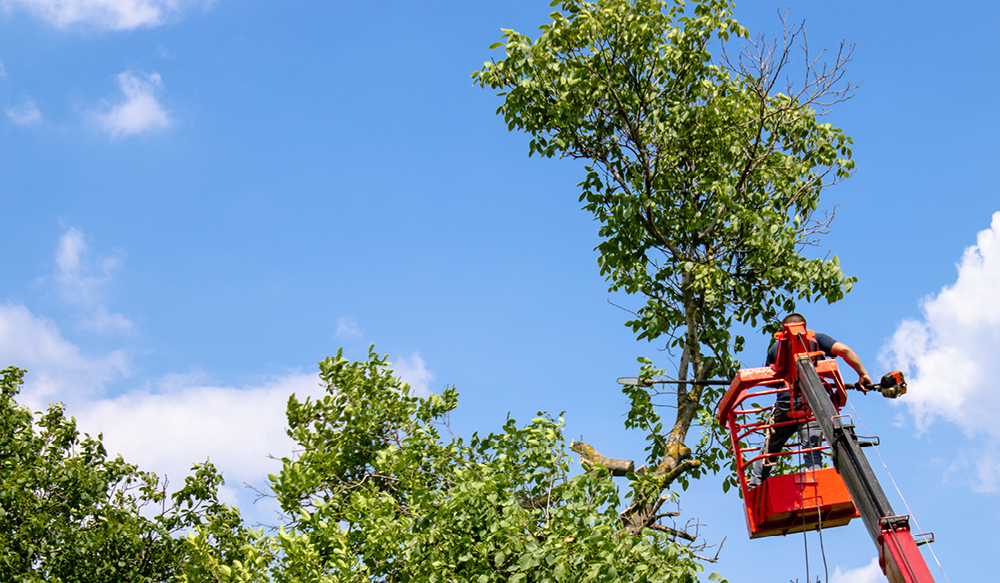 Tree trimming
