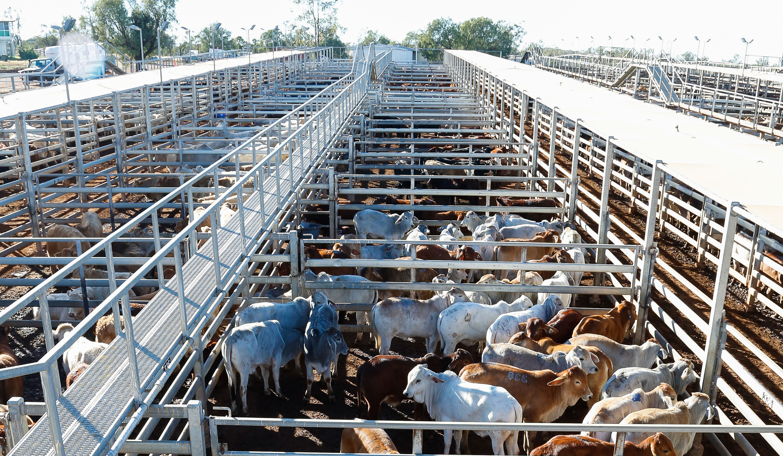 Saleyards image