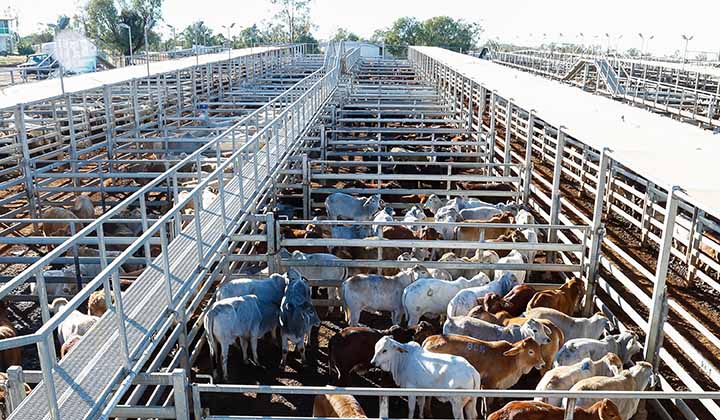 https://www.maranoa.qld.gov.au/news/article/205/be-aware-and-be-prepared-what-you-can-do-to-help-keep-australia-fmd-free